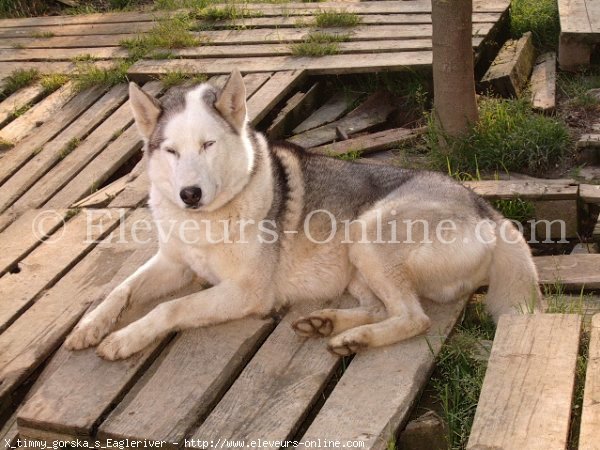 Photo de Husky siberien