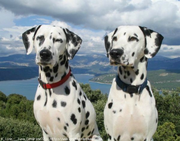 Photo de Dalmatien