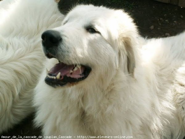 Photo de Chien de montagne des pyrnes