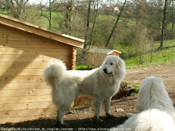 Photo de Chien de montagne des pyrnes