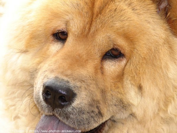 Photo de Chow chow