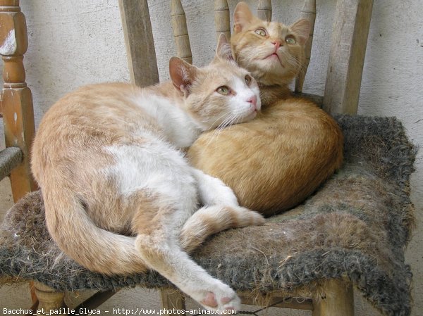 Photo de Chat domestique