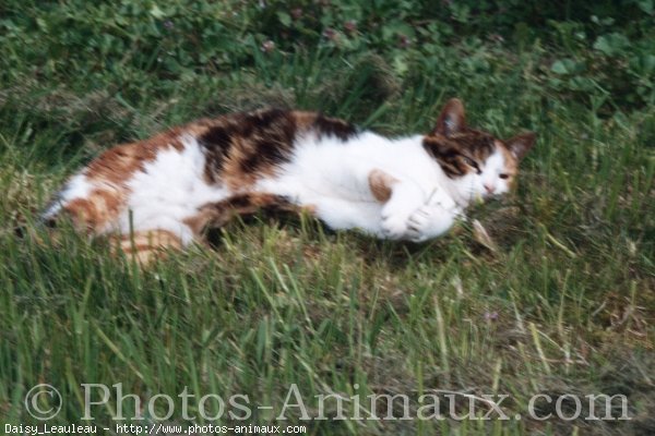 Photo de Chat domestique