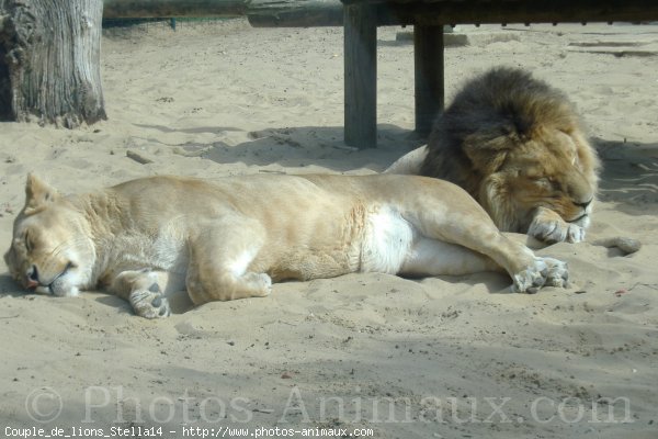 Photo de Lion