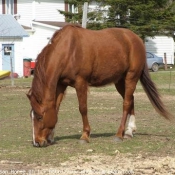 Photo de Quarter horse