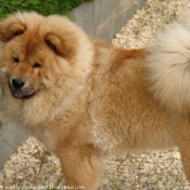 Photo de Chow chow