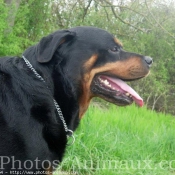 Photo de Rottweiler