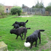 Photo de Labrador retriever