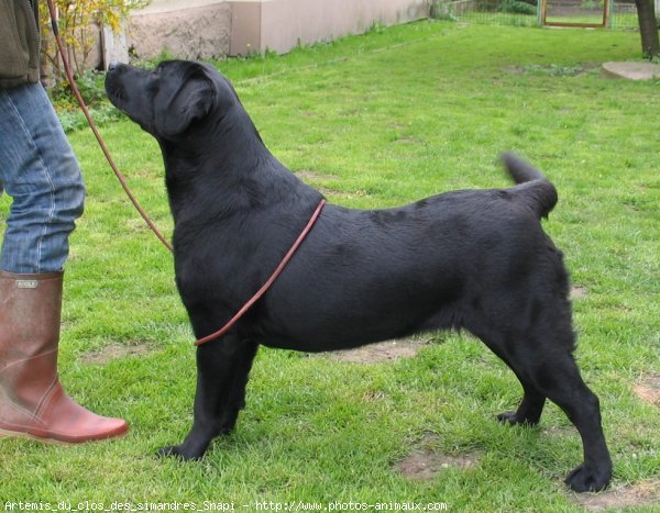 Photo de Labrador retriever