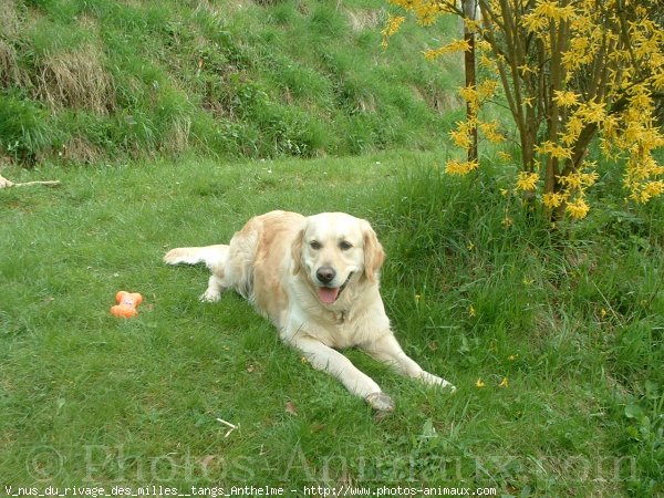 Photo de Golden retriever