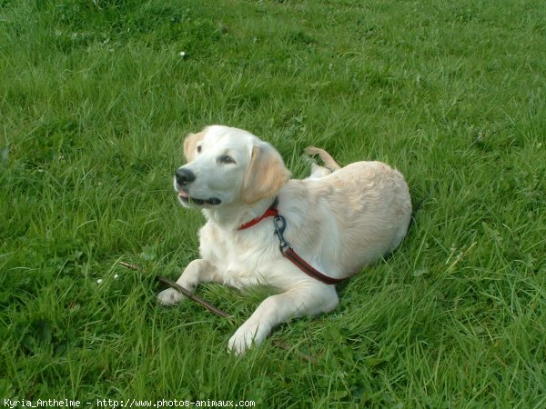 Photo de Golden retriever