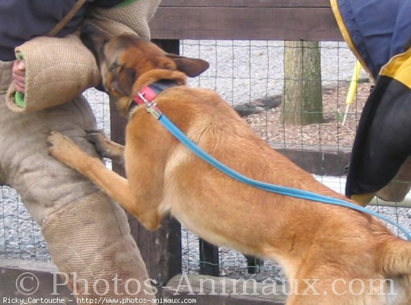 Photo de Berger belge malinois