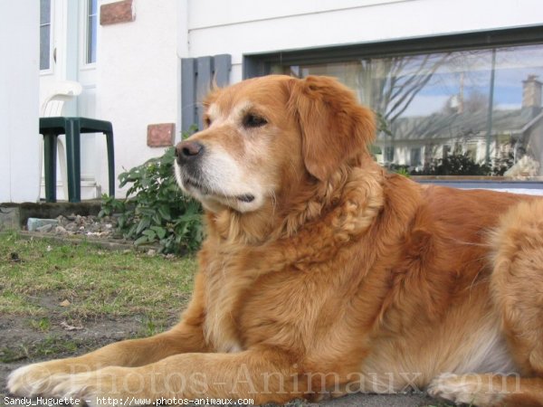 Photo de Golden retriever