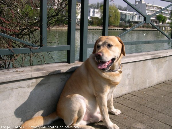 Photo de Labrador retriever