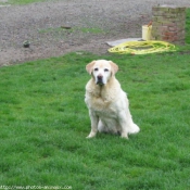 Photo de Labrador retriever