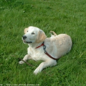 Photo de Golden retriever