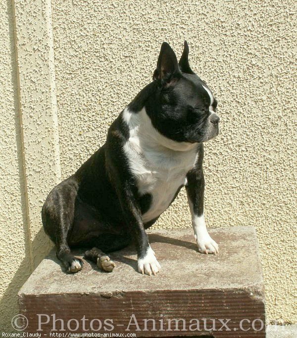 Photo de Boston terrier