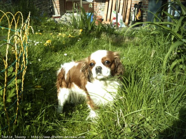 Photo de Cavalier king charles spaniel