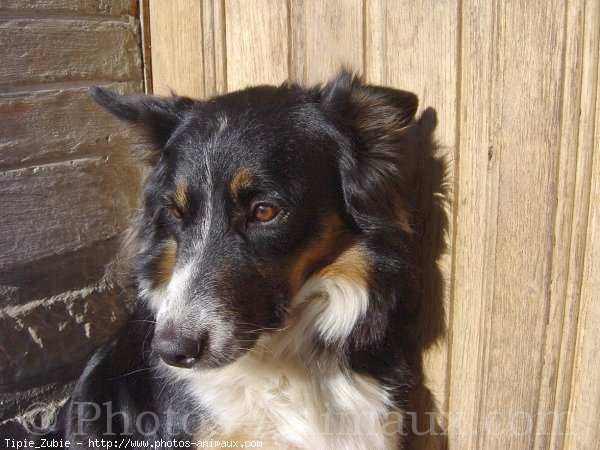 Photo de Border collie