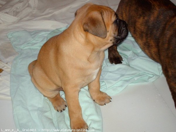 Photo de Bullmastiff