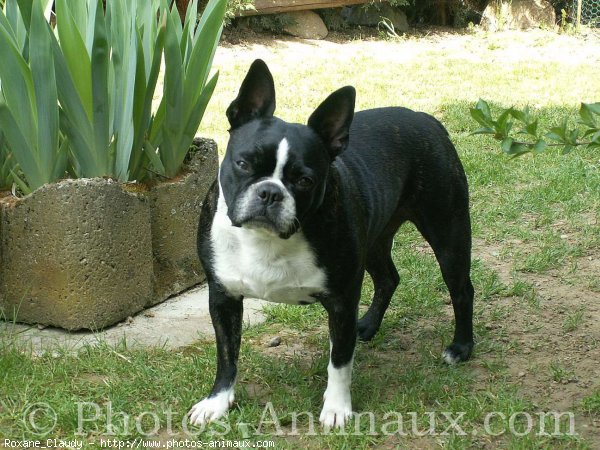 Photo de Boston terrier