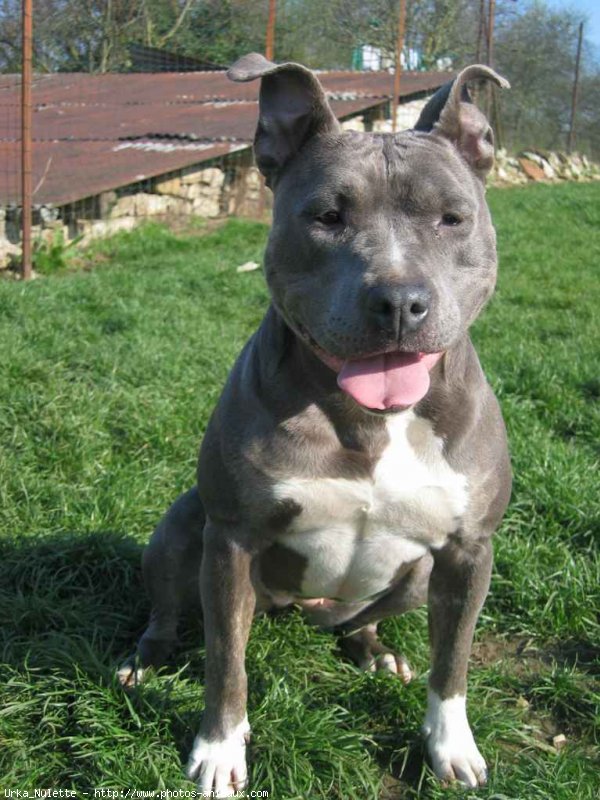 Photo d'American staffordshire terrier