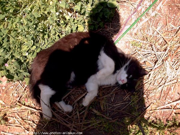 Photo de Chat domestique