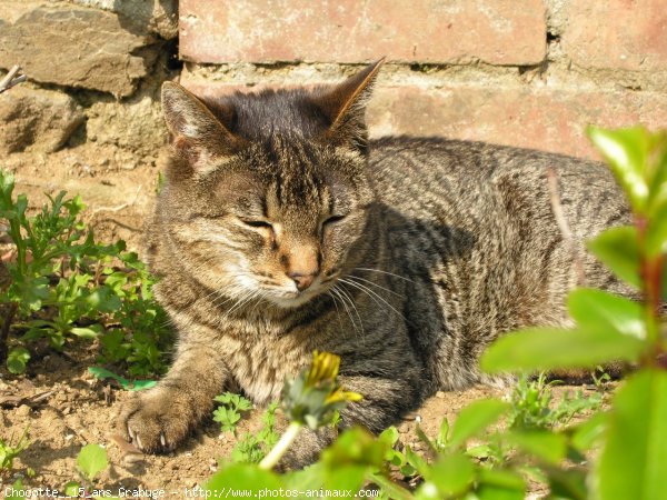 Photo de Chat domestique