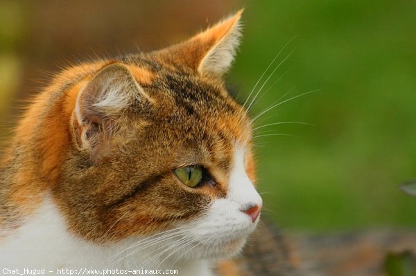 Photo de Chat domestique