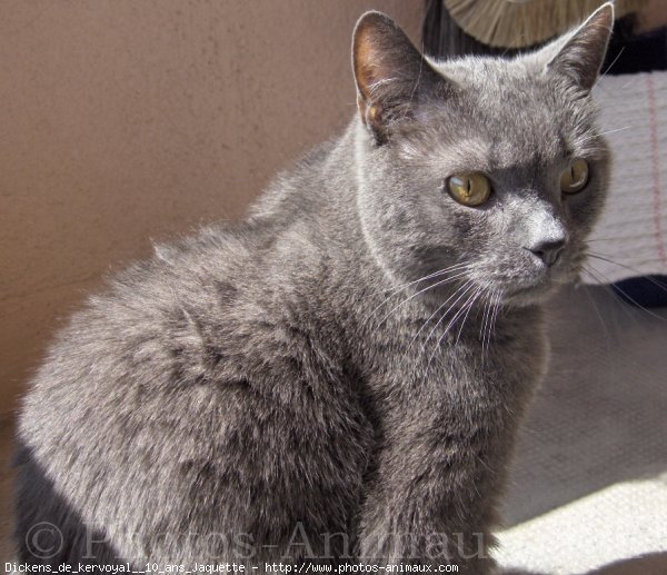 Photo de Chartreux