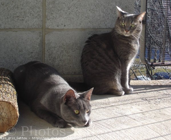 Photo de Chat domestique