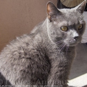 Photo de Chartreux