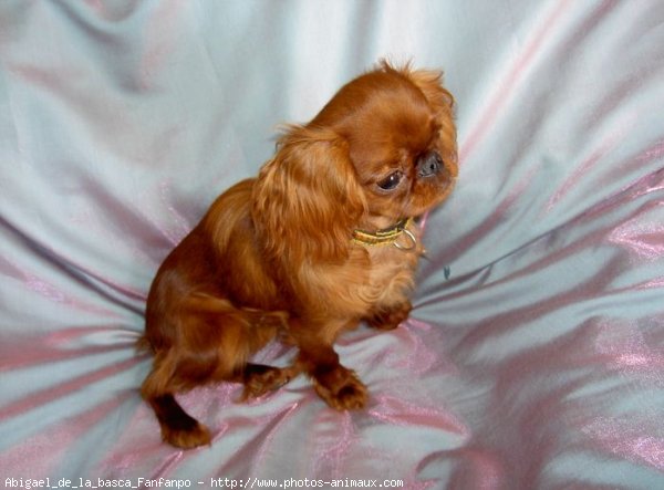 Photo de King charles spaniel