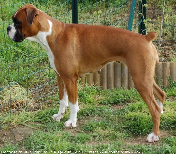 Photo de Boxer