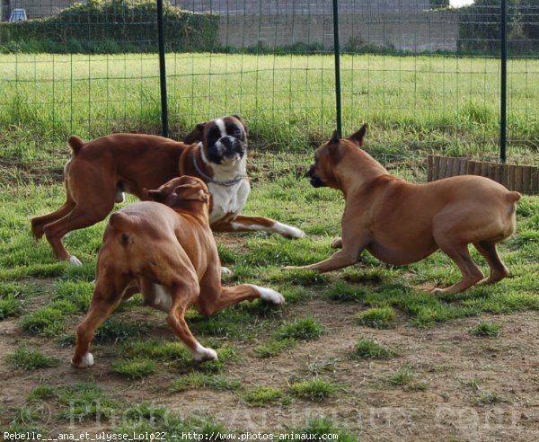 Photo de Boxer