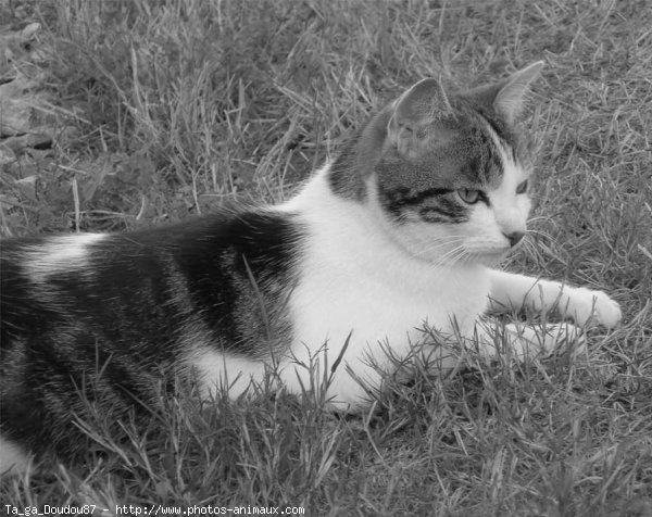 Photo de Chat domestique