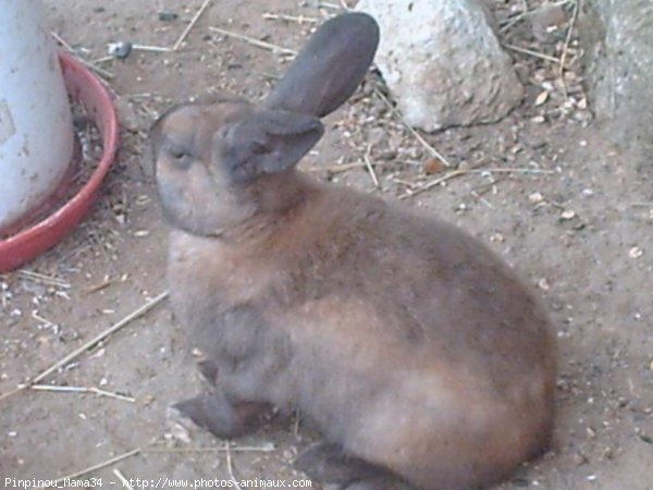 Photo de Lapin