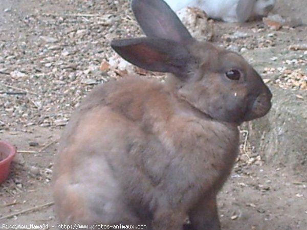 Photo de Lapin