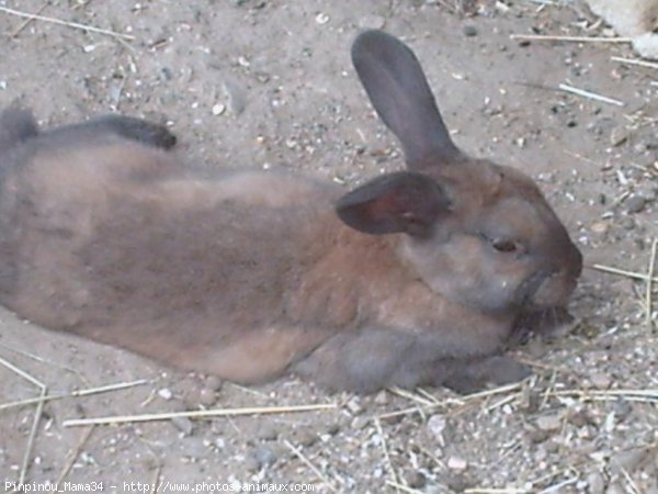 Photo de Lapin