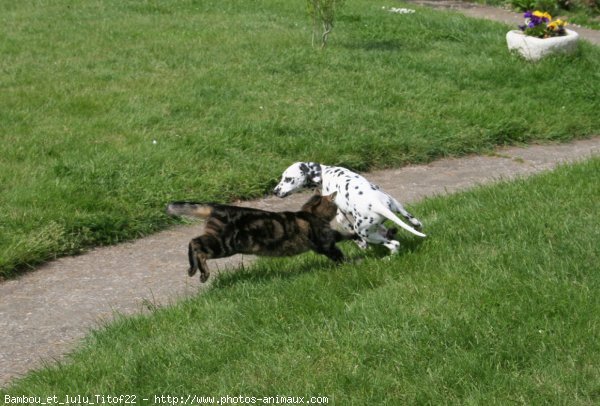 Photo de Dalmatien