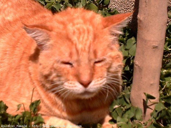 Photo de Chat domestique