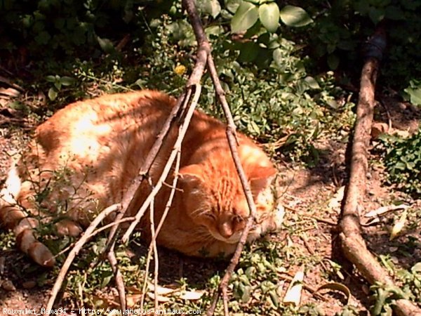 Photo de Chat domestique