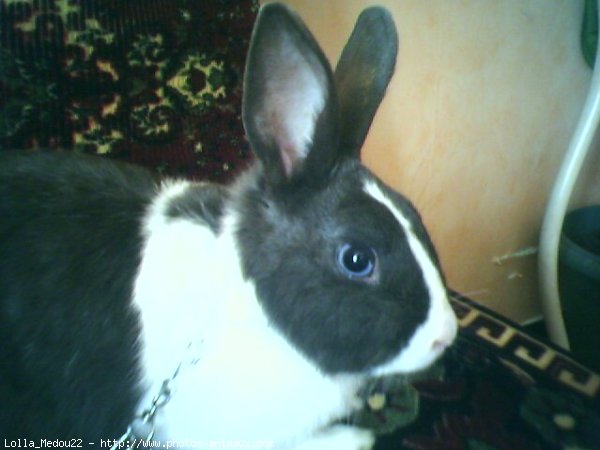 Photo de Lapin