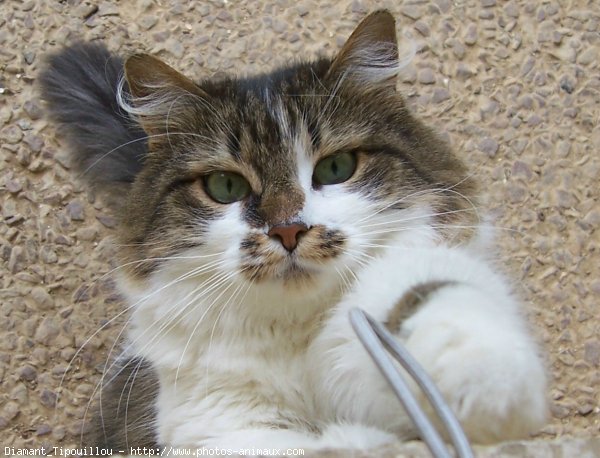 Photo de Chat domestique