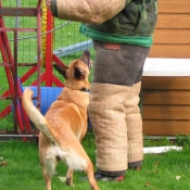 Photo de Berger belge malinois