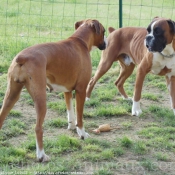 Photo de Boxer