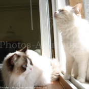 Photo de Ragdoll