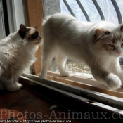 Photo de Ragdoll