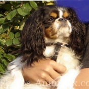 Photo de Cavalier king charles spaniel