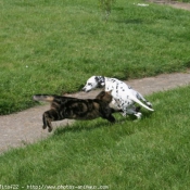 Photo de Dalmatien